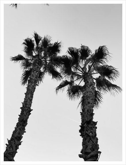 palm tree with clear sky background in black and white Art Print by Timmy333