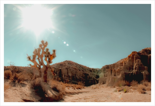 Desert and cactus with summer sunlight at Red Rock Canyon State Park California USA Art Print by Timmy333