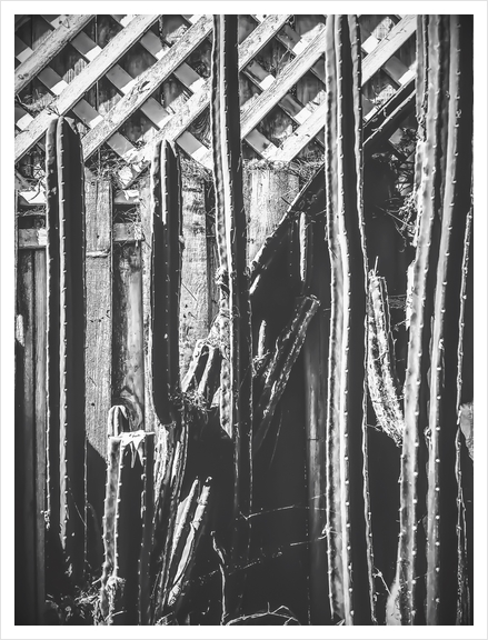 cactus with wooden fence in black and white Art Print by Timmy333