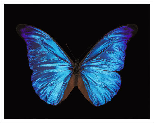 Papillon Morpho Rethenor  Art Print by Mermet