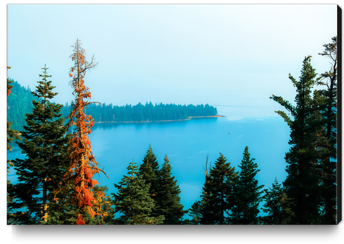 lake and pine tree at Emerald Bay state park, Lake Tahoe, California, USA Canvas Print by Timmy333