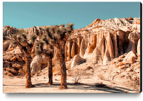 Desert and cactus at Red Rock Canyon State Park California USA Canvas Print by Timmy333