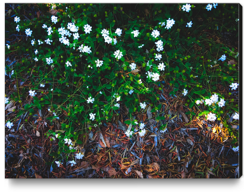 blooming white flowers with green leaves and dry leaves  Canvas Print by Timmy333