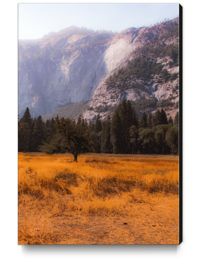 pine tree and mountain at Yosemite national park California USA Canvas Print by Timmy333