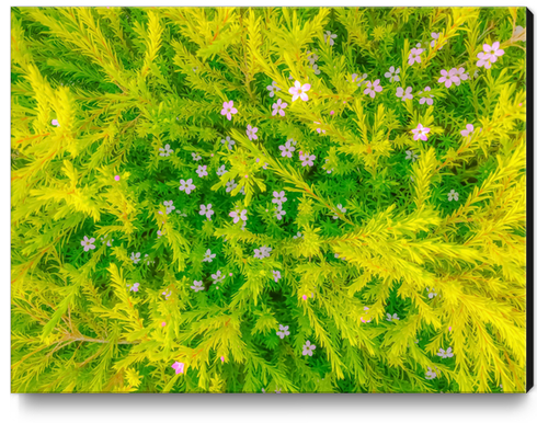 Blooming pink flowers garden with green leaves background Canvas Print by Timmy333