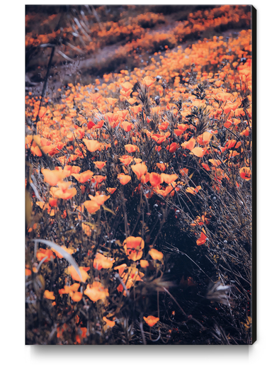 blooming yellow poppy flower field in California, USA Canvas Print by Timmy333