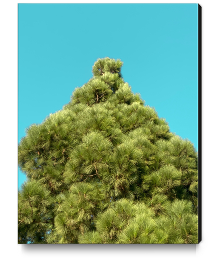 isolated green pine tree with blue sky background Canvas Print by Timmy333