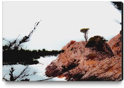 isolated tree with ocean view at Big Sur Highway1 California USA Canvas Print by Timmy333