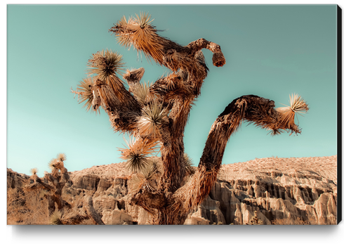 Cactus and desert at Red Rock Canyon State Park California USA Canvas Print by Timmy333