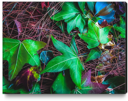 closeup green leaves on the dry grass Canvas Print by Timmy333