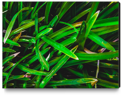 closeup green leaves texture background Canvas Print by Timmy333