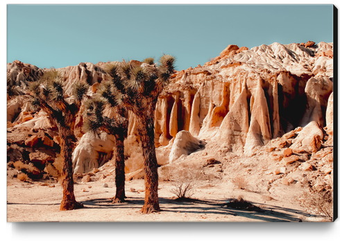 Desert and cactus at Red Rock Canyon State Park California USA Canvas Print by Timmy333