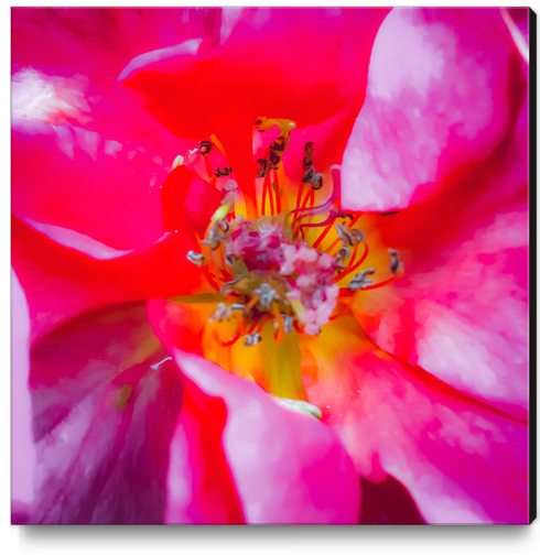 closeup blooming pink rose texture with pollen Canvas Print by Timmy333