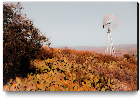 windmill and green cactus garden with mountain view and blue sky background Canvas Print by Timmy333