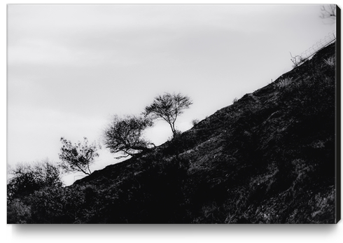 tree on the mountain at California USA in black and white Canvas Print by Timmy333