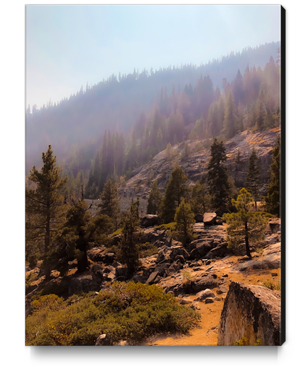 green pine tree with mountain view at Lake Tahoe USA Canvas Print by Timmy333