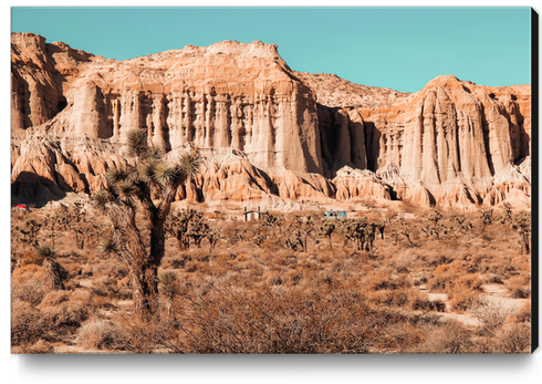 Cactus in the desert at Red Rock Canyon State Park California USA Canvas Print by Timmy333