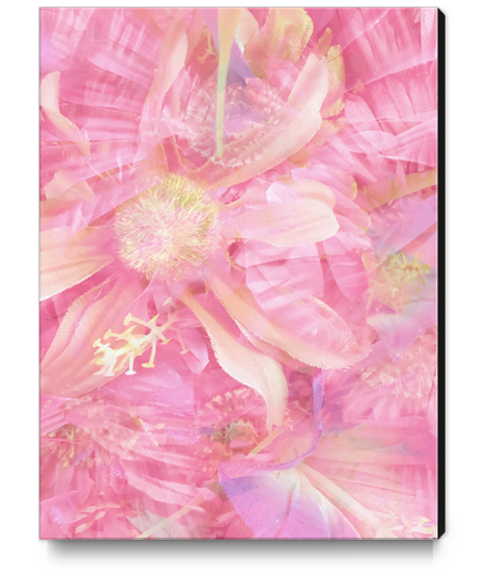 blooming pink daisy flower abstract background Canvas Print by Timmy333