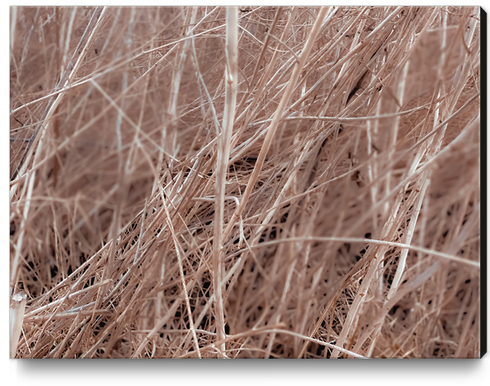 Closeup brown dry grass field texture abstract Canvas Print by Timmy333