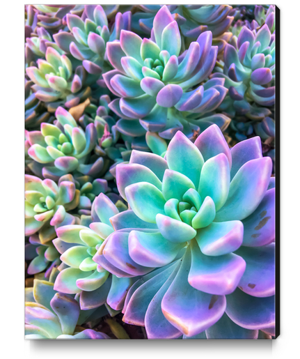 closeup green and pink succulent plant garden background Canvas Print by Timmy333