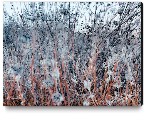 blooming dry flowers in the grass field in winter Canvas Print by Timmy333