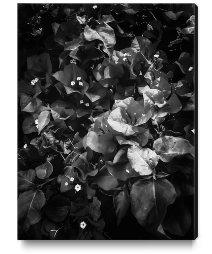 closeup blooming bougainvillea flowers in black and white Canvas Print by Timmy333