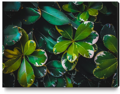 closeup green leaves texture background Canvas Print by Timmy333