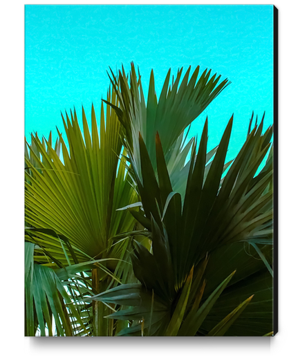 Closeup green palm leaves texture with blue background Canvas Print by Timmy333