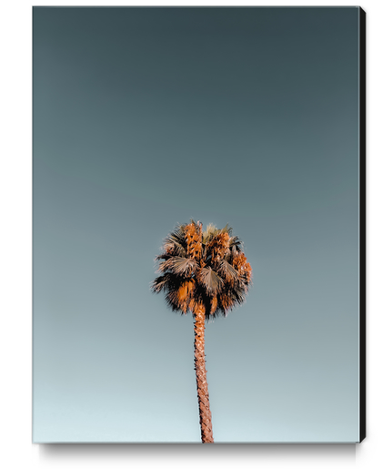 Isolated tropical palm tree in summer with blue sky Canvas Print by Timmy333