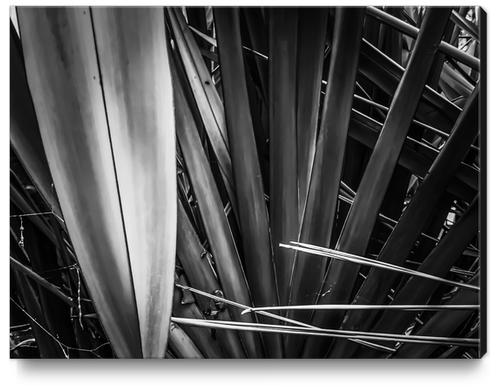 closeup palm leaves texture abstract in black and white Canvas Print by Timmy333