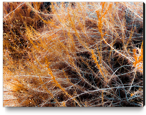 closeup dry brown grass field texture abstract background Canvas Print by Timmy333