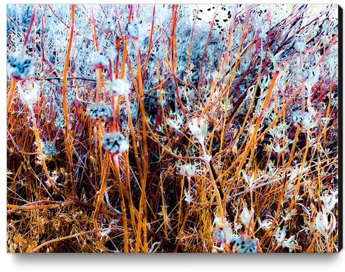 dry wildflowers abstract with dry grass background Canvas Print by Timmy333