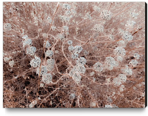 blooming dry flowers with brown dry grass abstract Canvas Print by Timmy333