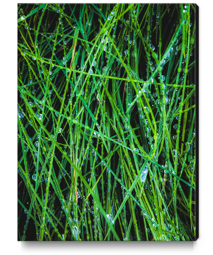 closeup green grass field texture with raindrops Canvas Print by Timmy333