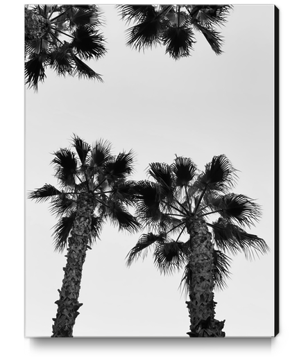 palm tree with clear sky in black and white Canvas Print by Timmy333