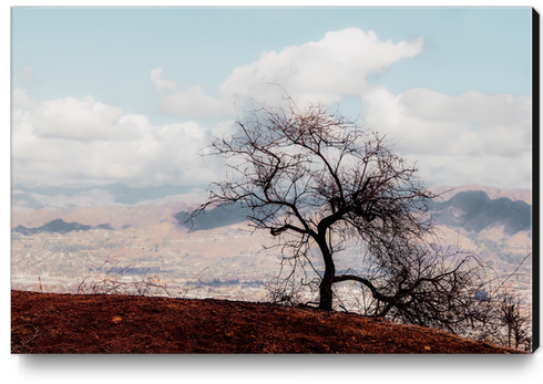 Isolated tree on the mountain with blue cloudy sky from the hiking trail to Hollywood Sign Los Angeles California USA Canvas Print by Timmy333