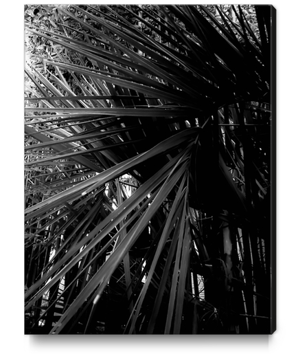 palm leaves texture abstract background in black and white Canvas Print by Timmy333