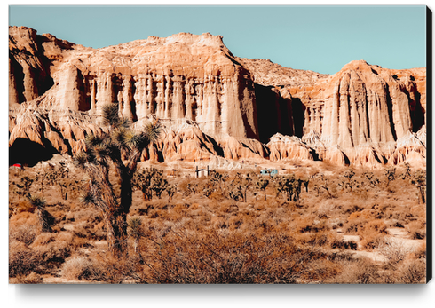 Cactus in the desert at Red Rock Canyon State Park California USA Canvas Print by Timmy333