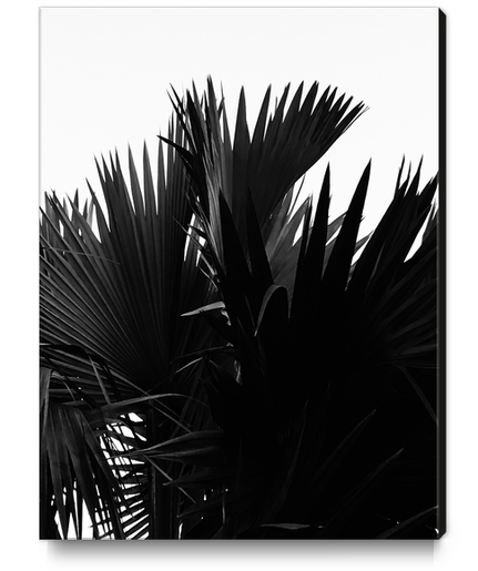 palm leaves texture abstract background in black and white Canvas Print by Timmy333