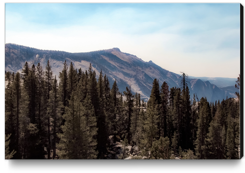 pine tree and mountain view at Yosemite national park California USA Canvas Print by Timmy333