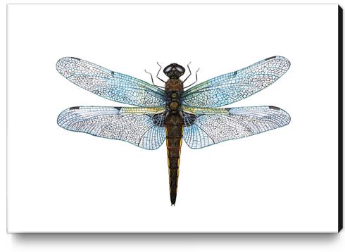 Dragonfly Canvas Print by Nika_Akin