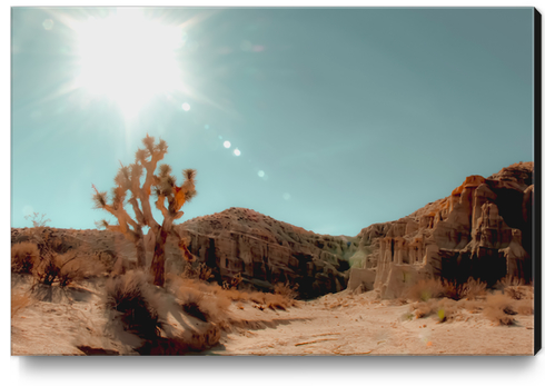 Desert and cactus with summer sunlight at Red Rock Canyon State Park California USA Canvas Print by Timmy333