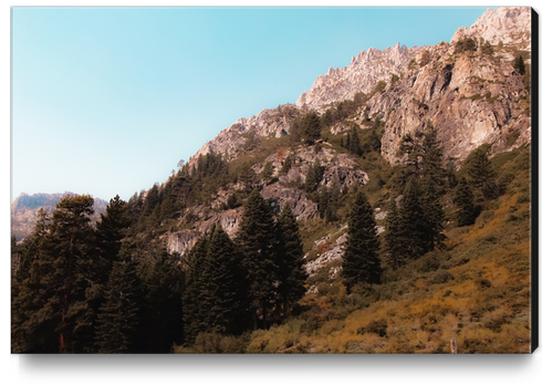 pine tree on the mountain at Lake Tahoe Emerald bay California USA Canvas Print by Timmy333