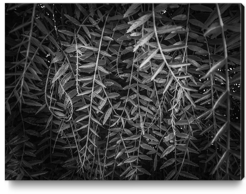 closeup leaves texture background in black and white Canvas Print by Timmy333