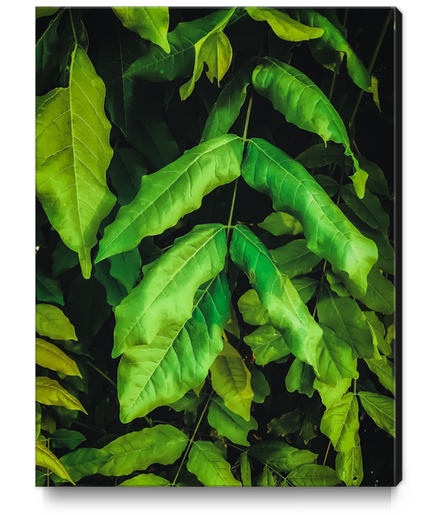 green leaves texture background Canvas Print by Timmy333