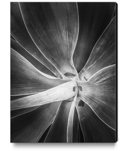 succulent plant texture in black and white Canvas Print by Timmy333