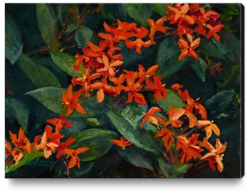 Red Ixora Oahu Canvas Print by DanKeizer