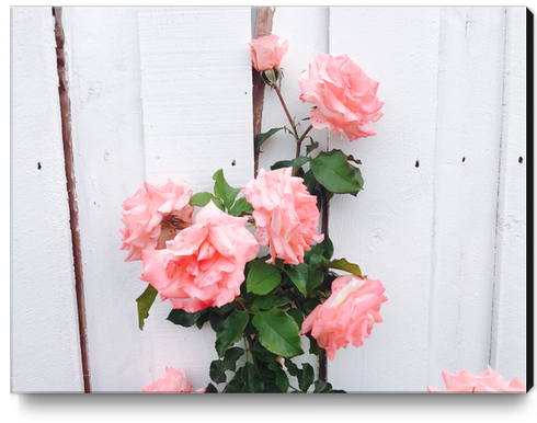 pink rose garden with white wood wall background Canvas Print by Timmy333