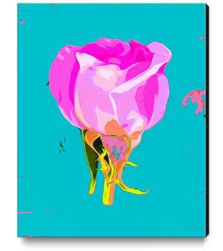 drawing pink rose with blue background Canvas Print by Timmy333