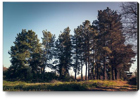 Trees II Canvas Print by Salvatore Russolillo